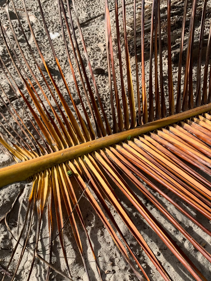 A dried palm frond with golden-brown and orange-yellow fronds spread across sandy ground.