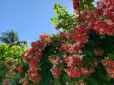 A close-up outdoor view of dense clusters of pink and red flowers with green leaves against a clear blue sky.